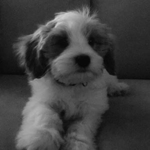 Meet your Posher, Shelby